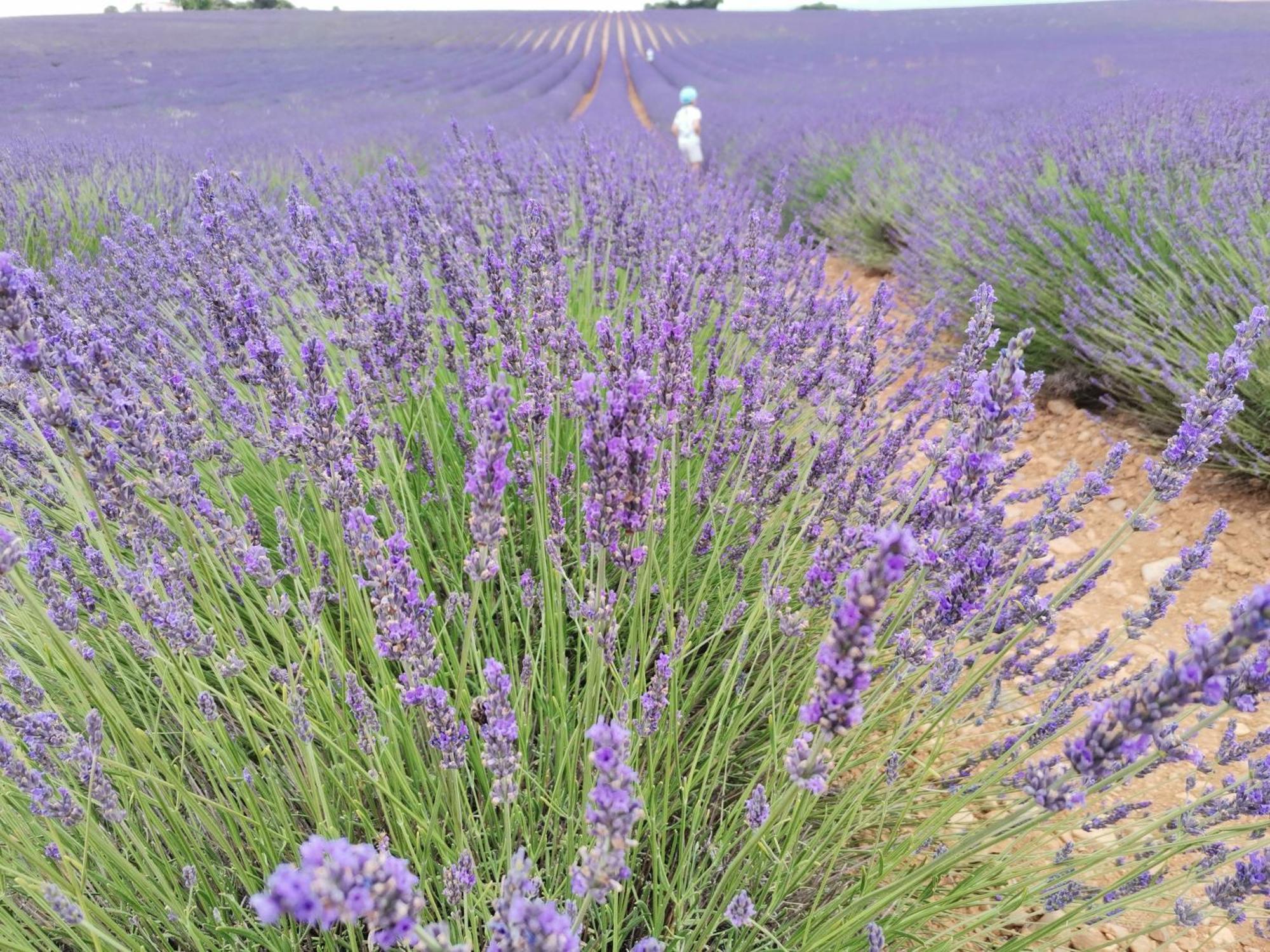 Gite En Provence "Rose" Modene Exterior foto